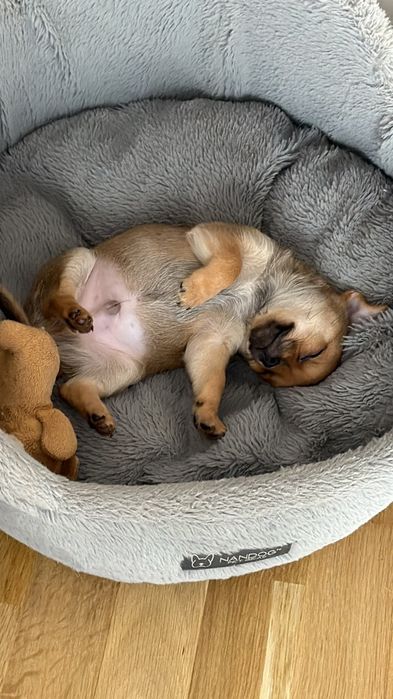 Chihuahua śliczny piesek