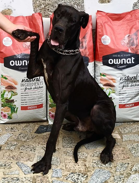 Dogue Alemão Merle e preto