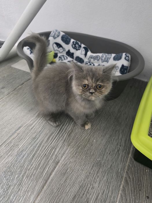 Gatinha persa com 3 meses