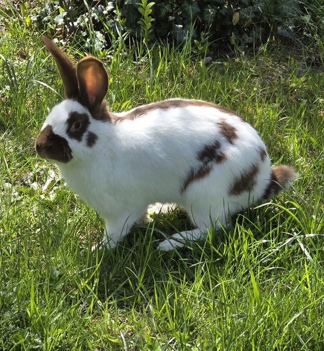 Samiec olbrzym srokacz hawana  OSH mlody samczyk