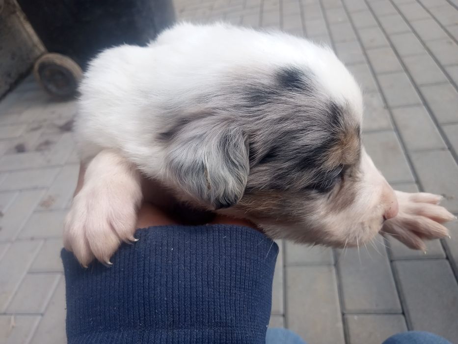Piesek TRI kolor merle