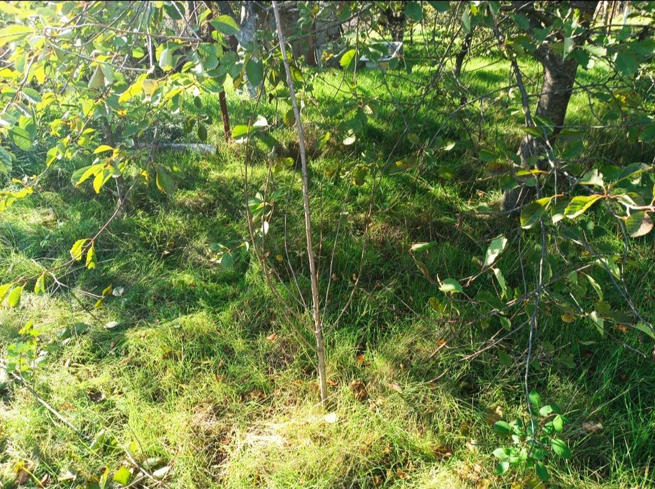 Дача лупарево бирюза