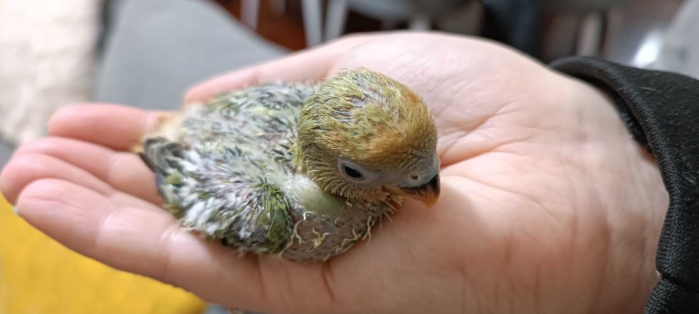 Agapórnis para cedencia