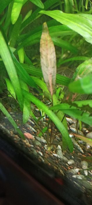 Kryptokoryna nurii, roślinka do akwarium