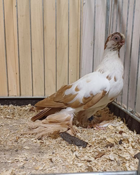 Motyl Warszawski żółty Samica