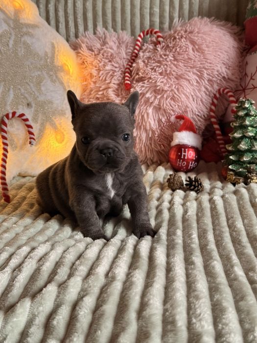 Buldog francuski do rezerwacji