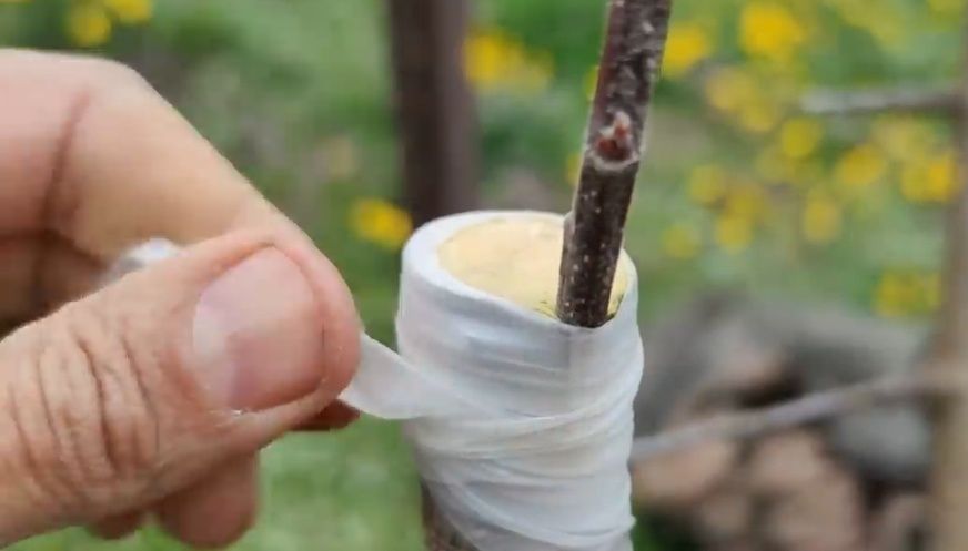 Садівник, обробка і обрізка дерев, винограду, кущів і тд.