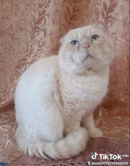 Чудовий скоттіш фолд віслоухий хлопчик шоколад на срібрі .Док.