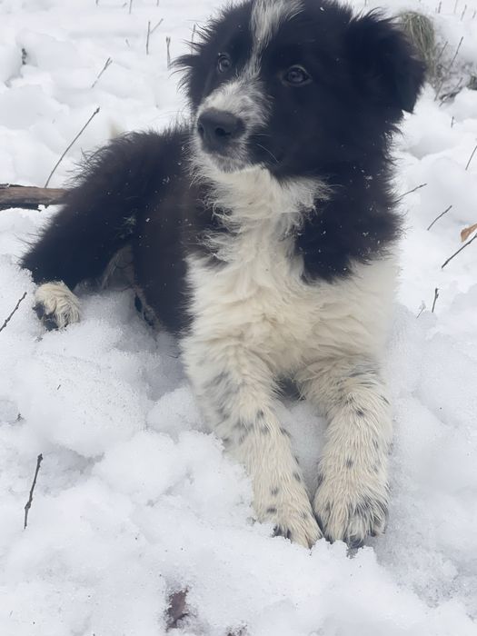 Border Collie piesek