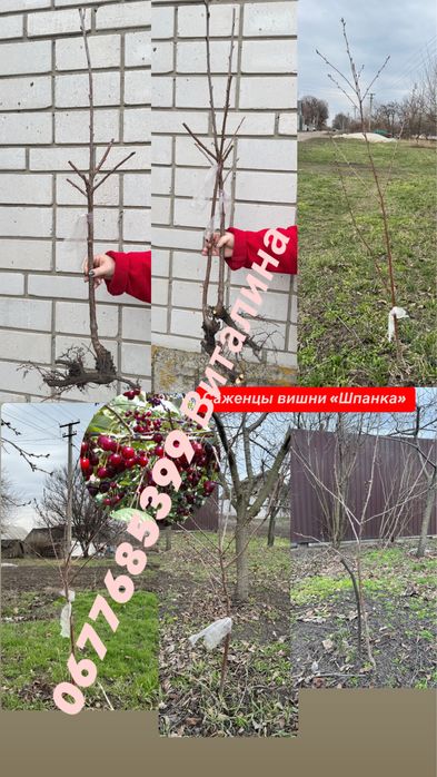 Саженцы каштана , вишни , шелковицы , сливы