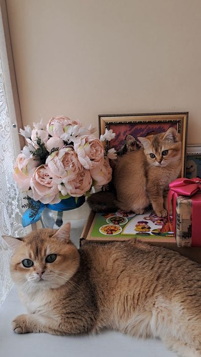Шикарне кошеня золота шиншила, британське кошенятко