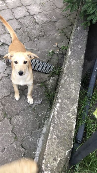 Дівчатка в добрі руки