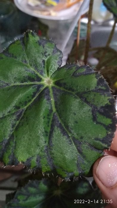 Бегония декоративно-лиственная