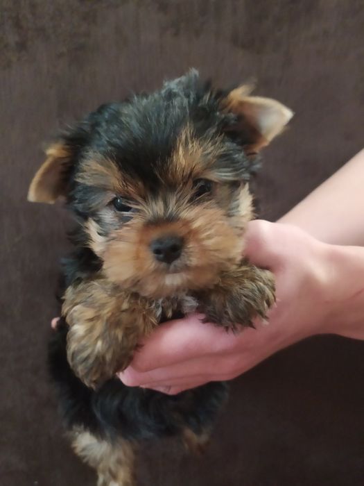 Мини мальчик йорк!