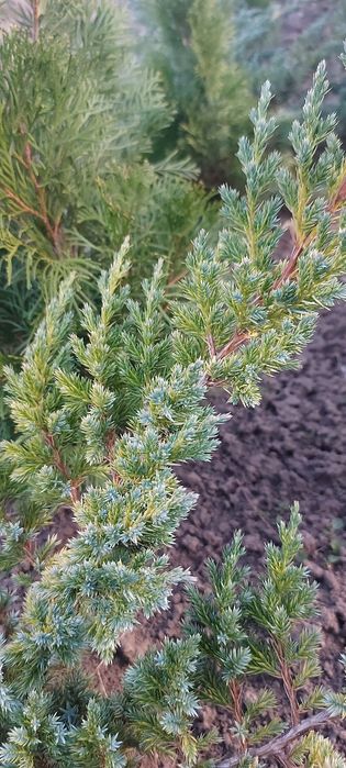 Ялівець лускатий Блю Стар та інші