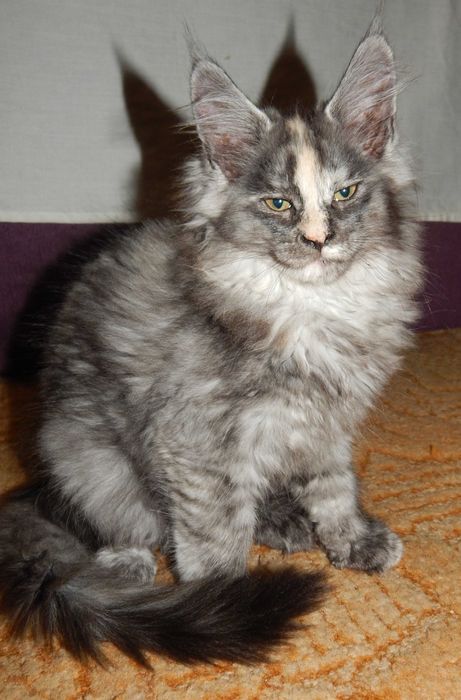 Продаж котята Мейн-кун