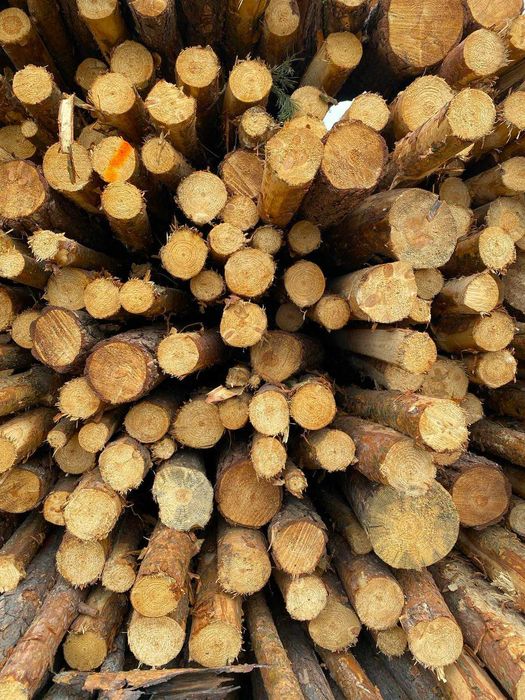 GRUBE SŁUPKI OGRODZENIOWE sosnowe 2,5m fi 8-12cm + siatka leśna