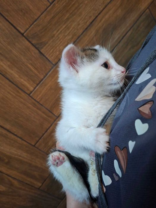 Mały Mew szuka bezpiecznego domu