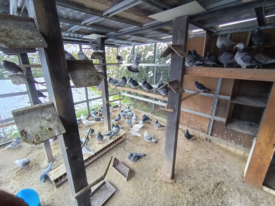 Gołębie gołąbki paczka aktualnych okazy