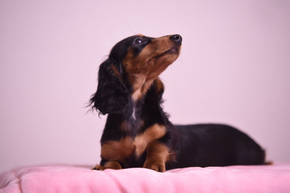 Jamnik miniaturowy długowłosy