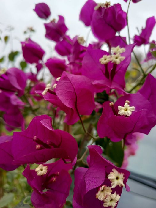 Duża bugenwilla różne kolory