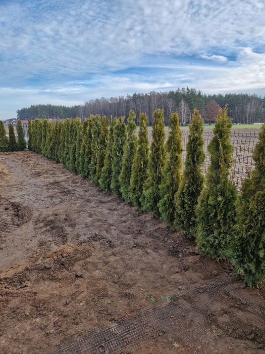 Tuje thuje  szmaragd 60-180 cm , brabant transport nasadzenia