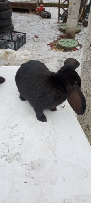 Króliki  Belgi Młode