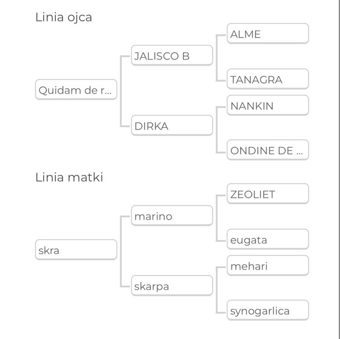 6 letni wałach do skoków