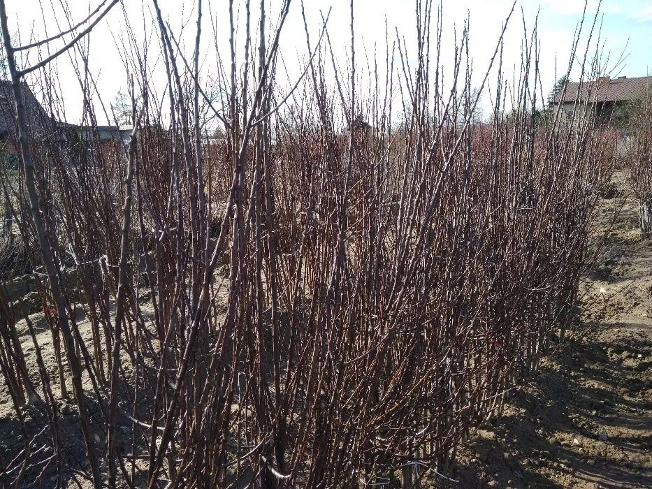 Drzewka owocowe Szkółka drzew i krzewów owocowych Producent Hurt Detal