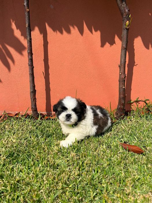 Belíssimo exemplar da raça SHI TZU