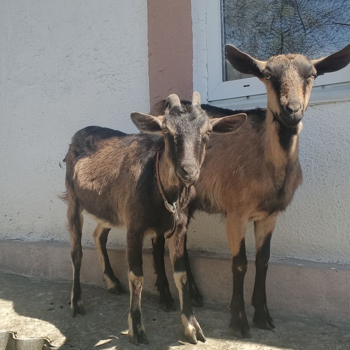 Кози  альпійські