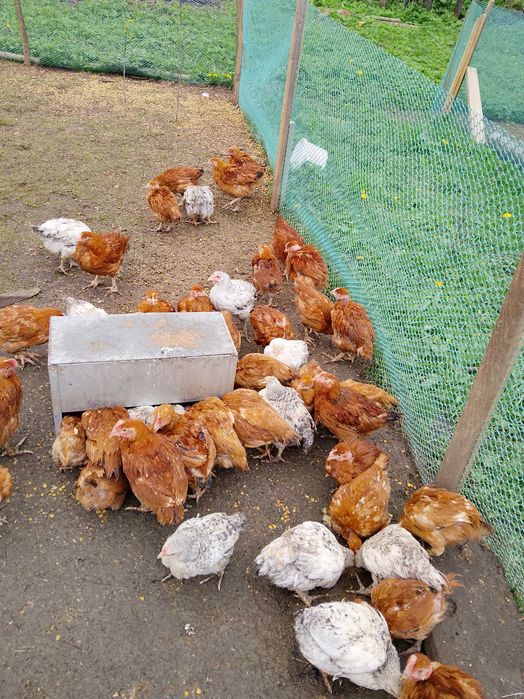 Продам курчата 2 місяці