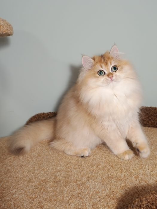 Британська золота шиншила довгошерста дівчинка