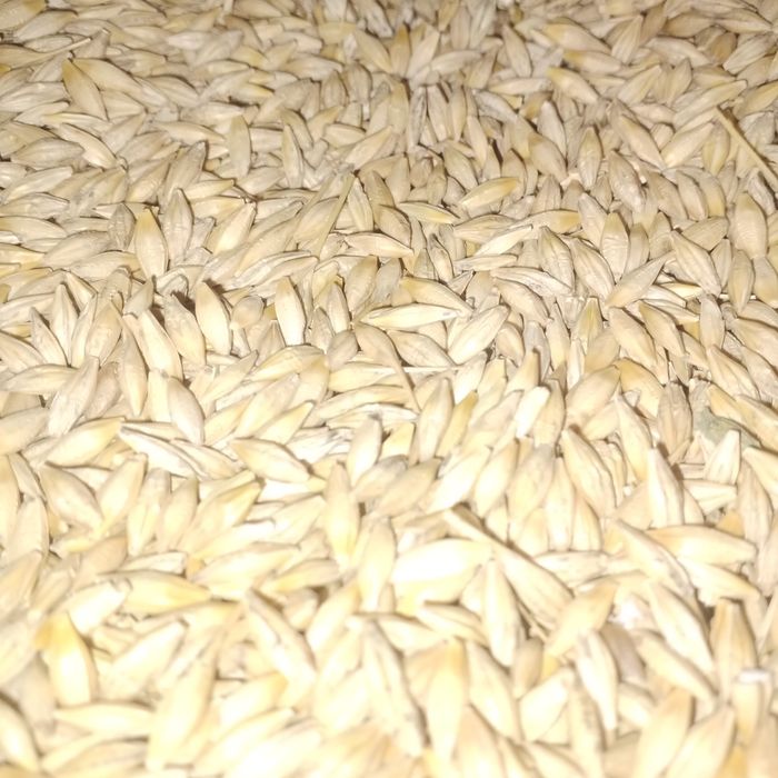 Продам насіневий ячмінь
