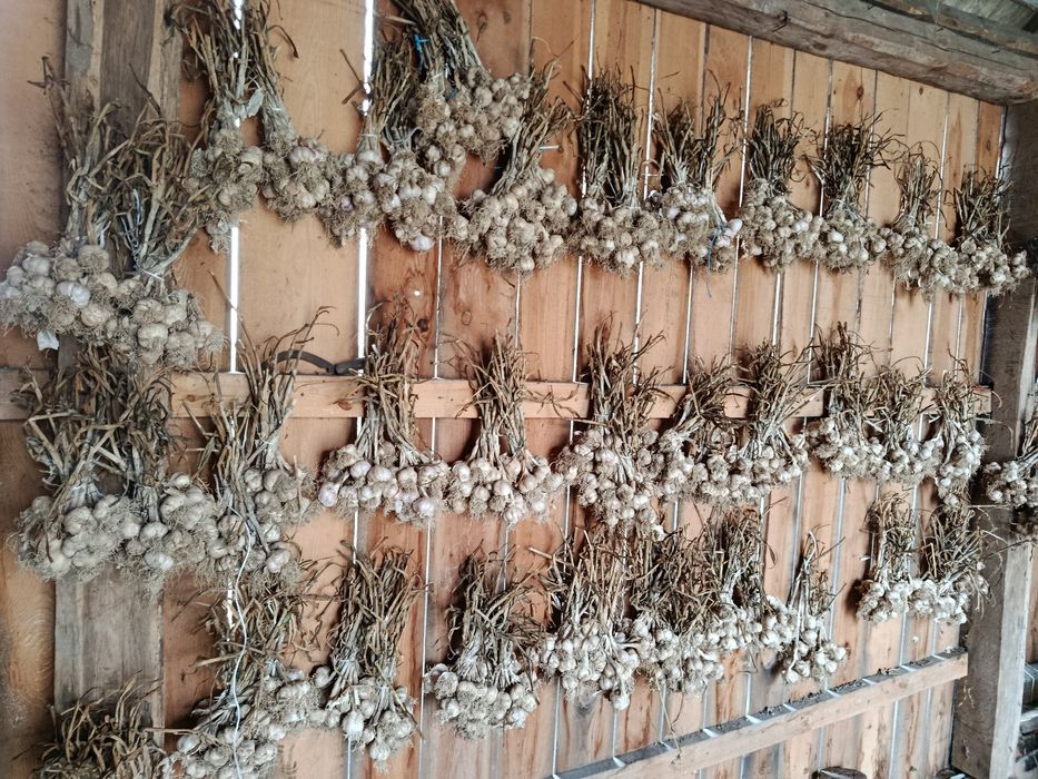 Czosnek HARNAŚ prosto od rolnika