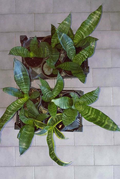 Sansevierias - Espadas s.jorge