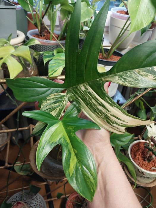 Philodendron florida beauty