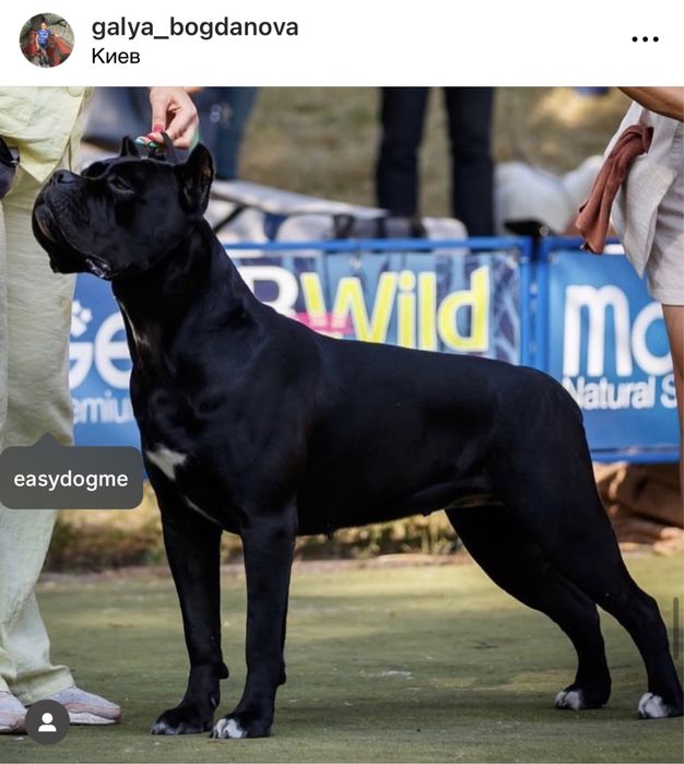 Цуценята кане корсо