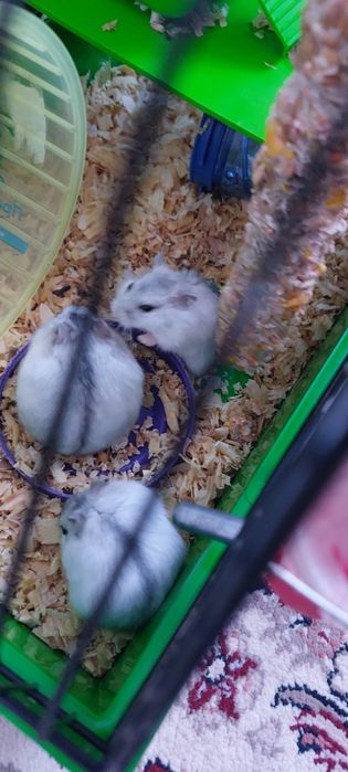 Хом'яки віддам у добрі руки безкоштовно!