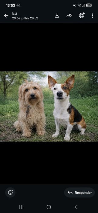 Duas manas bebés e lindas à procura de um lar definitivo!