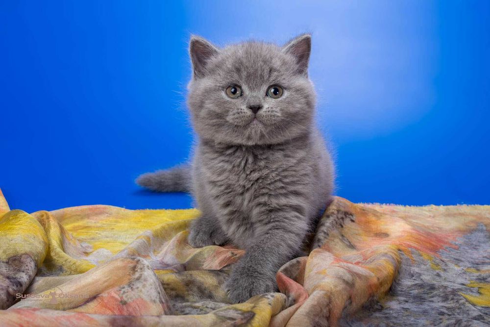 Gatinho criado em ambiente familiar