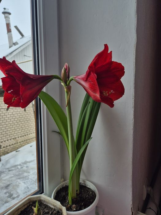 Продам Амариліси,амарилис