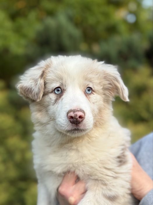 Suczka sushi lilac merle border collie