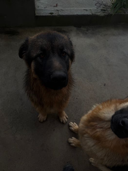 Adoção Pastor alemão macho