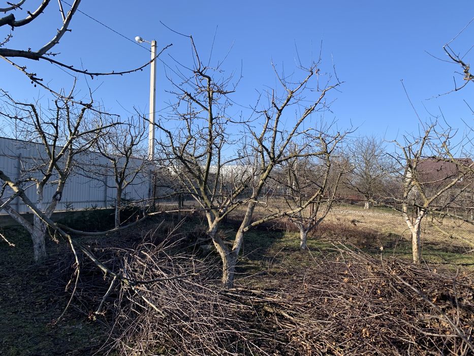 Обрізка плодових дерев. Обрізка саду
