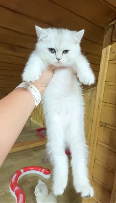 Шотландські котята