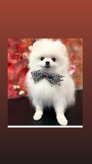 В’язка шпіц померанський