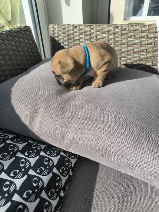 Buldogue Francês  Fawn -  Macho