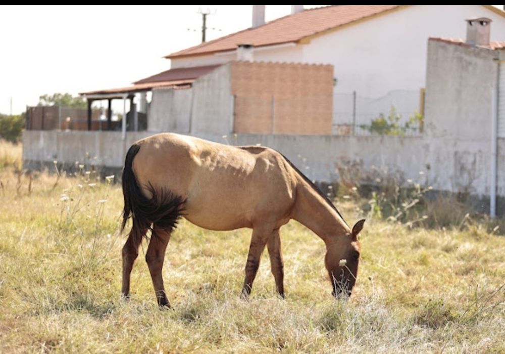 Poldra psl baio pardo