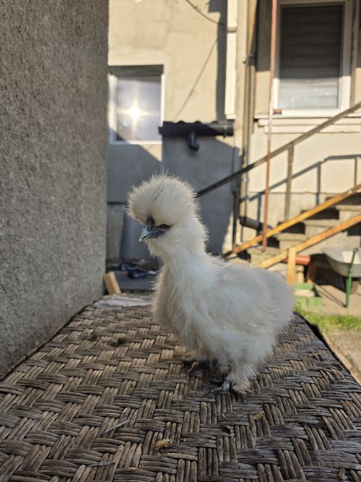 Курчата Кітайска Шовкова